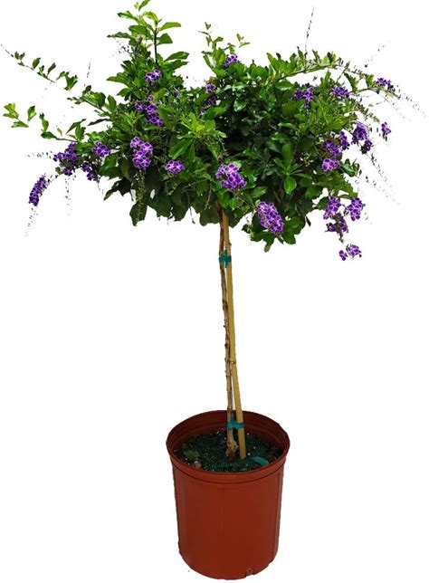 Duranta Tree Live Plant - Purple Showers - Overall Height 36" To 42" - Tropical Plants Of Florida (Plant In Growers Pot)