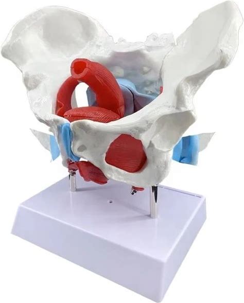 3D Female Pelvis Medical Female Pelvic Skeleton Teaching Model Anatomy Of Female Pelvis