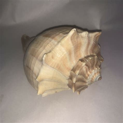 Lightning Whelk Conch Shell Nautical Sea Shell Decor 7"