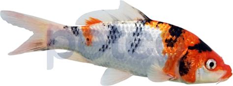 Grade-A Koi (Cyprinus Carpio)Petco Freshwater Fish