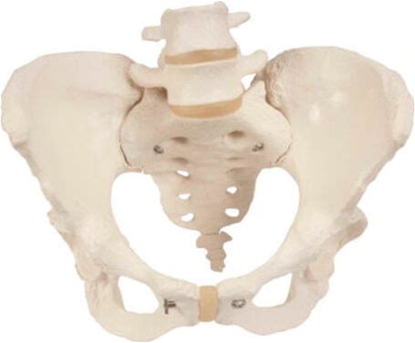3B Scientific - 12-4592 - 3B Anatomical Model - Female Pelvic Skeleton With Movable Femur Heads