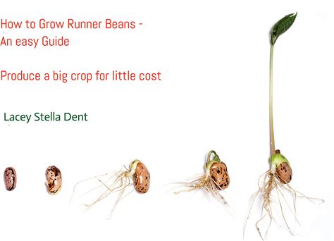 How To Grow Runner Beans - An Easy Guide: Produce A Big Crop For Little Cost