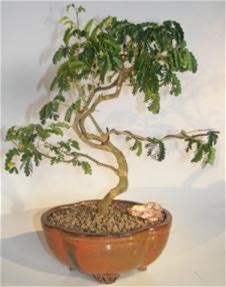 Flowering Brazilian Raintree Bonsai Tree S Shape (Pithecellobium Tortum)