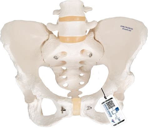 Female Pelvic Skeleton Model