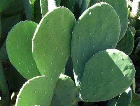 3 Pads Spineless Thornless Edible Nopales Prickly Pear Cactus Pads Opuntia Cacanapa Succulents Cutting Planting