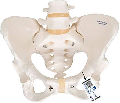 3B Scientific A61 Female Pelvic Skeleton - 3B Smart Anatomy