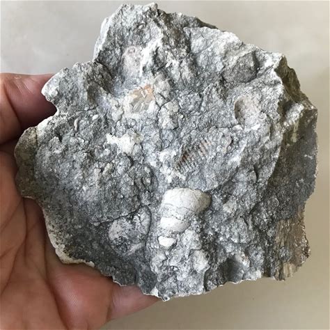 Limestone Fossiliferous Rock 4" Mineral Specimen 264 Grams Gray Fossil Stone