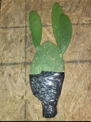 Prickly Pear Cactus EDIBLE Pads/Fruits Vegetables LIVE PLANT 2 Pads Tall Big