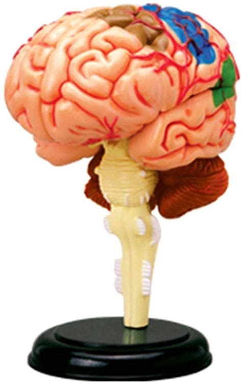 ZJING Human Brain Model With Labels Human Regional Brain Model Cerebral Cortex Nerve 4 Parts And A Support For Learning Science Classroom Study Displ