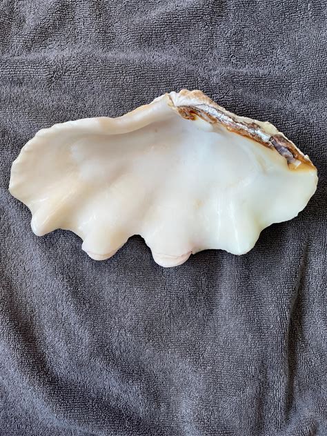 Giant Clam Sea Shell Fluted Clam Tridacna Squamosa Trinket Dish Display Piece Natural Beautiful Large Wedding Shop Use