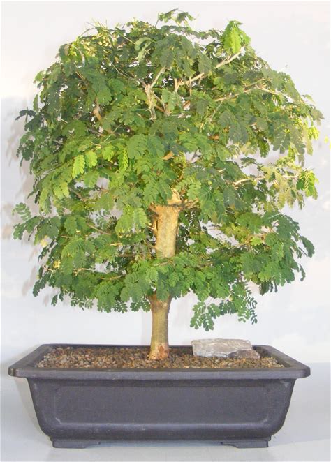 Flowering Brazilian Raintree Bonsai Tree (Pithecellobium Tortum)
