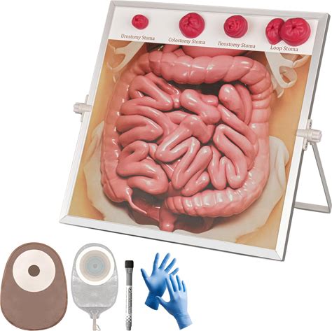 Mededuquest Ostomy Care Simulator Kit, Educational Tool For Nurses, Medical Students & Patient Guidance, Hangable & Tabletop Design For Easy Use And