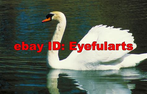 Birds Corel Royalty-Free Stock Photo CD-ROM Disk & USB. Corel. Stock Photo Collections.