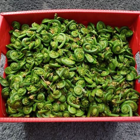 Fresh And Cleaned Fiddleheads, 3 Lb