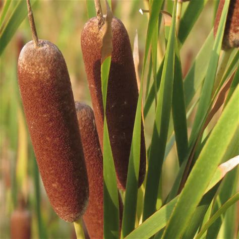 KVITER 200 Cat Tails (Typha Latifolia) - Cattail Seeds, Bog Plant Seeds - Tall & Hardy Perennial, Perfect Aquatic Plants For Ponds, Wetlands, Water