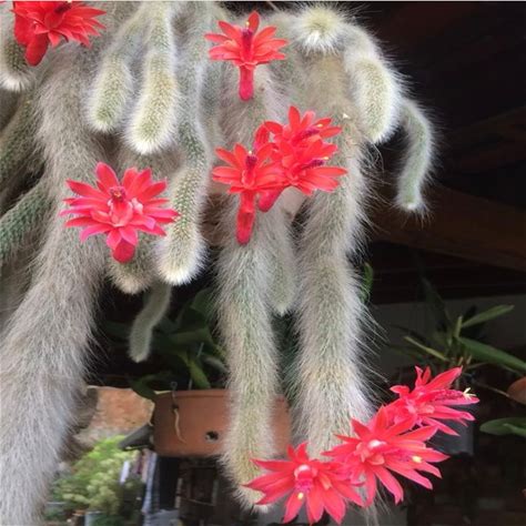 Soft Hairy - Monkey Tail Cactus - Striking Red Flowers - 'Hildewintera Colademononis' - Ideal For Hanging Basket