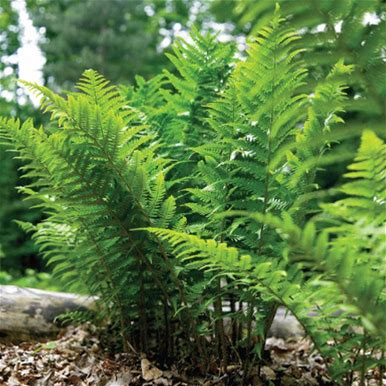 Fern Dryopteris Marginalis Leatherwood - 3 Bare Roots - Longfield Gardens