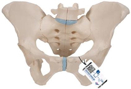 Female Pelvis Skeleton Model, 3 Part - 3B Smart Anatomy