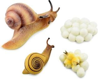 Snail Life Cycle Of A Land Snail 4 Stages Museum Quality Hand Painted Rubber Bug Figure Model Realistic Educational Gift 3 1/2 CH491 BB150