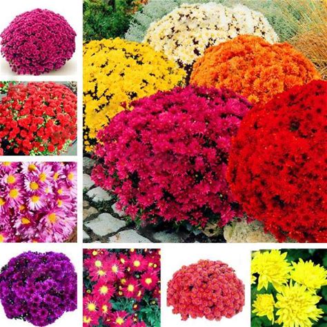 Ground-Cover Chrysanthemum Flores Perennial Bonsai Flower Plantas Home And Garden Planting To Plant 100 Pcs Seeds