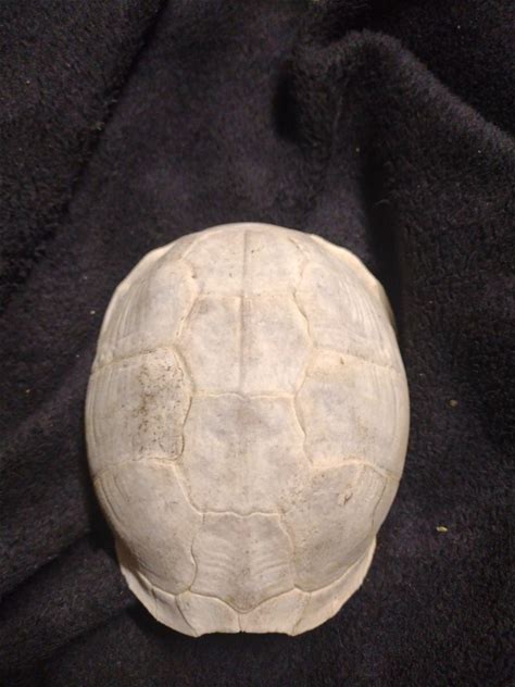 Authentic Bleached Turtle Shell