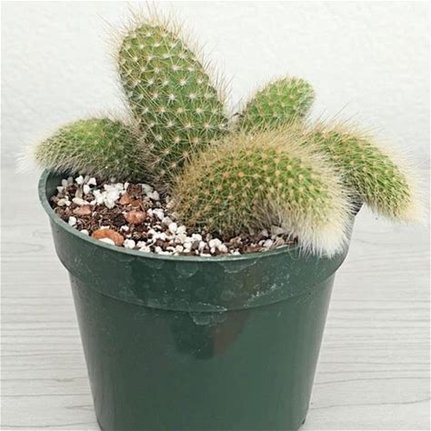 Cactus Plant - Monkey Tail With Multi Pups - Live Plants In 4" Pot