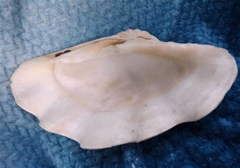 Large Clam Shell / Natural Clam Shell