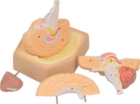 EISCO Human Brain Model, 4 Parts, Hand-Painted, Detailed Anatomy, Includes Key Card