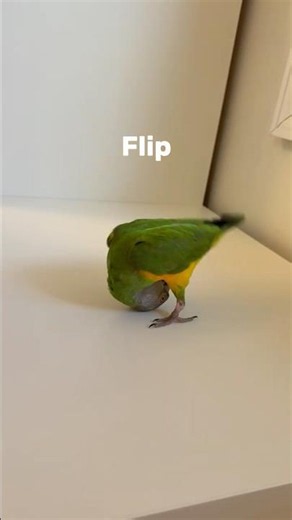 Kili Senegal Parrot Doing Some Tricks