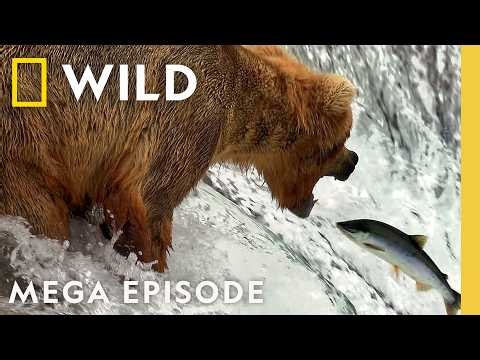 Bears in the Wild: Power, Speed & Survival | MEGA Episode | Nat Geo Animals