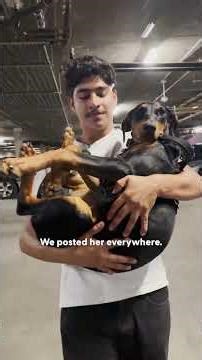 Couple Finds A Doberman Puppy On Their Way To A Hike | The Dodo