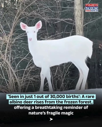 Albino deer are extremely rare in the wild due to a genetic mutation that gives them pure white fur and pink eyes, making such sightings truly mesmerising for those who came across the footage online. 📸 accuweather / IG | TIMES NOW