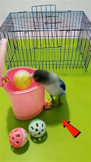 Talented bird parrot in the world!￼