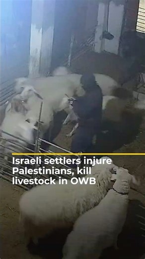Israeli settlers injure Palestinians, kill livestock in OWB | AJ#shorts