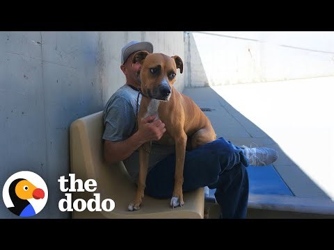 Reactive Rescue Dog Becomes a Mentor for Men in Prison | The Dodo