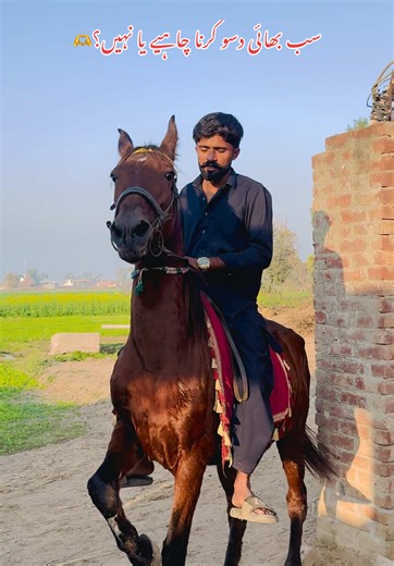 Exploring Horse Enthusiasm Among Nobility