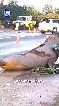 Viral seal sensation takes over Aussie town | 9 News Australia
