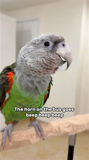 Cape Parrot Singing The Horn on The Bus Goes Beep Beep Beep