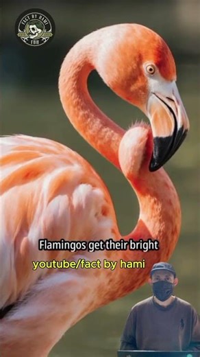 Flamingo Facts That Will Surprise You | Bird Facts