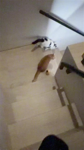 Cute Cat Expressions on TikTok