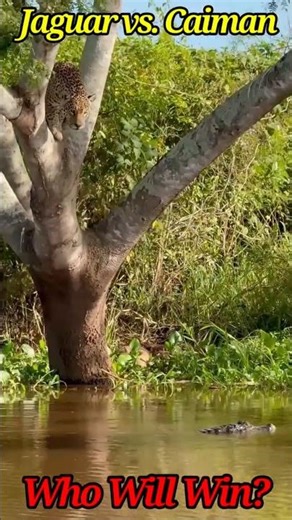 Jaguar vs. Caiman. Epic Battle in the River! 🐆⚔️🐊