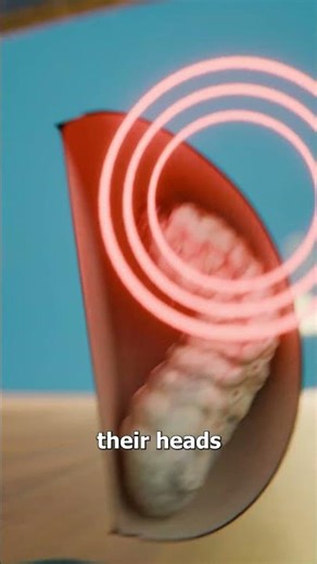 Why Do Mexican Jumping Beans Jump 🤔