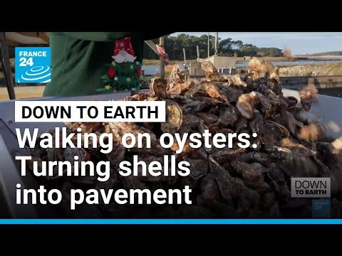 From trash to fine dining: The French startup recycling oysters into porcelain • FRANCE 24 English