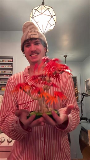 Improve Your LEGO Botanical Garden Collection Today