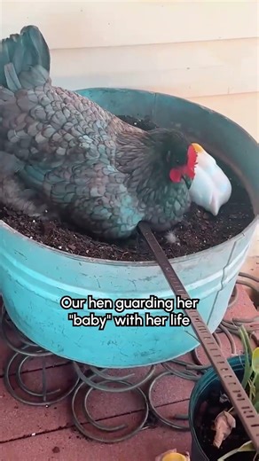 Confused Hen Roosts on Ceramic Duck