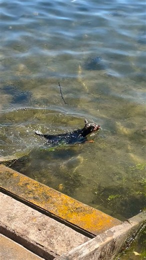 Ozzy playing with his ball while cooling off 🐶 | Gaz Clarke