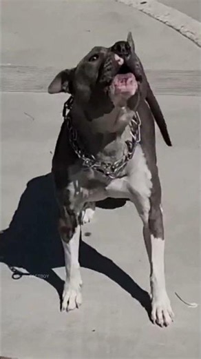 The boy confronted the bulldog.
