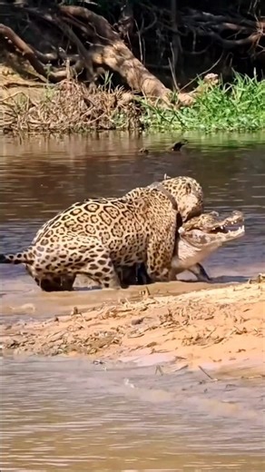 Jaguar hunts a huge caiman crocodile inside the water.