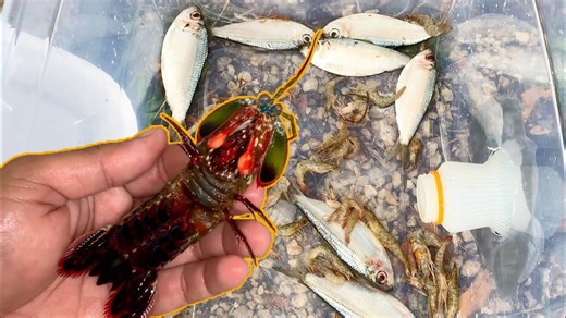 This is the moment an alien-like shrimp was discovered in the trap