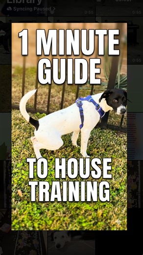 1 Minute Guide to House Training Any Dog 🤯 | Zak George
